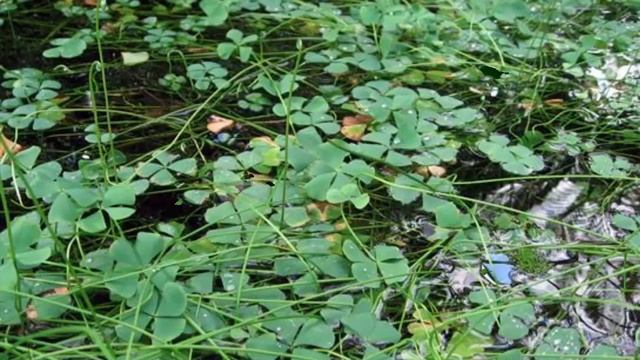 Водные растения12 Декоративные растения смотреть онлайн