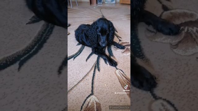 Любитель семечек смотреть онлайн