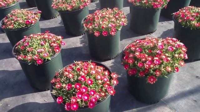 Delosperma Garnet смотреть онлайн