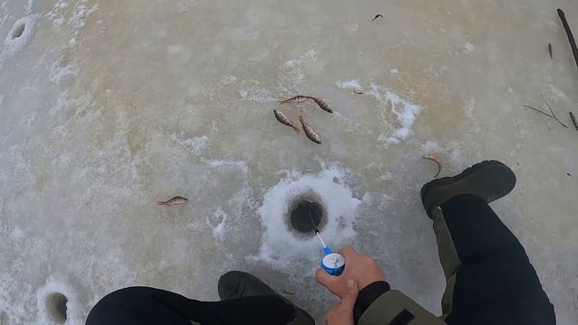 Петровская Старица-Полосатые долбили смотреть онлайн