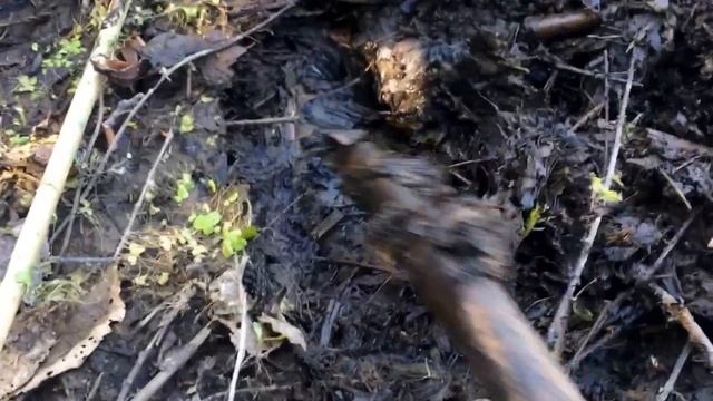 Ловля на пиявку. Как добыть наживку. смотреть онлайн