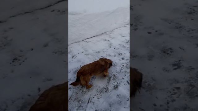 Приветик из нового дома смотреть онлайн