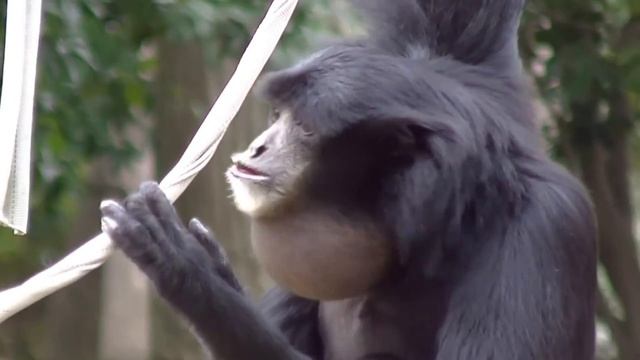 SIAMANG MONKEY VERSION (ANIMALS WORLD) - Coffin Dance X Baby Shark COVER смотреть онлайн