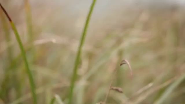 Nature Remixed at Beaver Creek (Full Length) смотреть онлайн