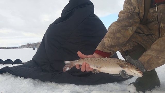 Ловля ленка вприглядку. Рыбачим на ручье весной. Рыбалка со льда весной. Поклёвки крупным планом. смотреть онлайн