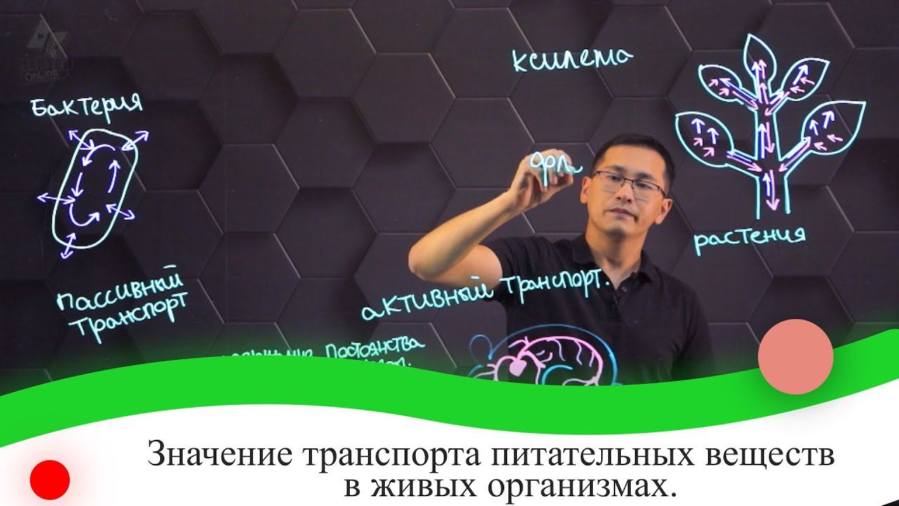 Значение транспорта питательных веществ в живых организмах. 7 класс. смотреть онлайн