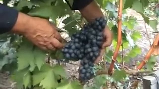 блэк.avi смотреть онлайн