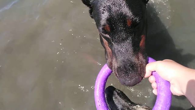 Доберман Тилль и овчарка Урса играют в пуллер в воде смотреть онлайн