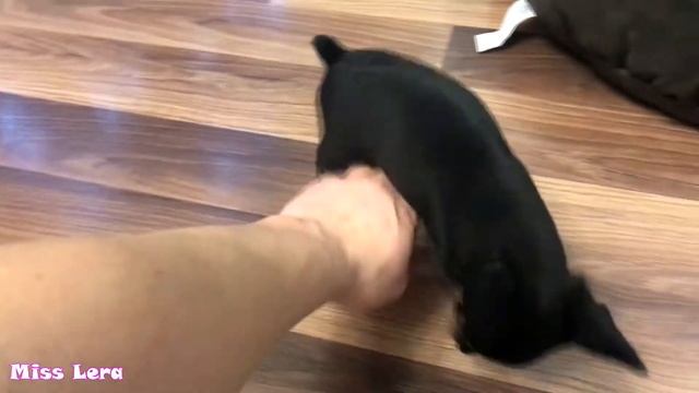 Море счастья Купили дочери собаку Как назвать щенка?? Русский той смотреть онлайн