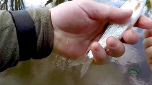 Ловля ЕЛЬЦА тенкарой на мушку кебари. Форели атакуют!!!