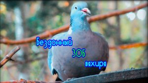 Вяхирь наполняет зоб