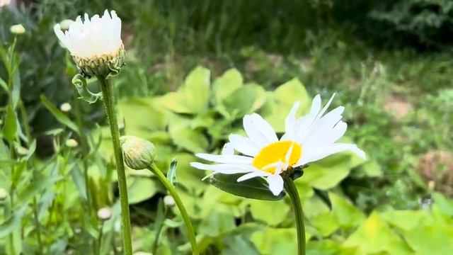 Анонс проекта «щедрость природы» смотреть онлайн