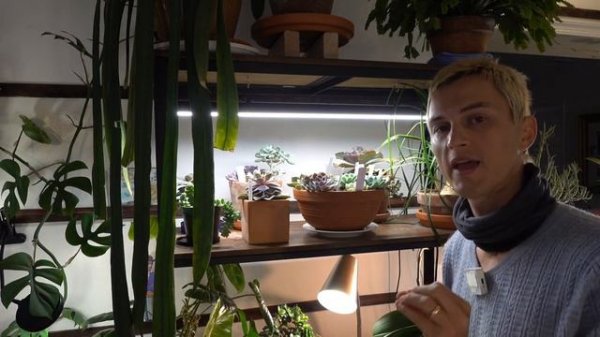 How to Use Grow Lights for Indoor Plants - Complete Guide