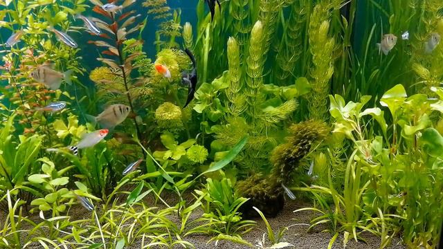 Добавил новые интересные  растений в аквариумы #NIK_72
