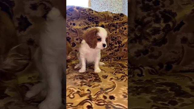 Кавалер кинг Чарльз спаниель щенки Воронеж смотреть онлайн