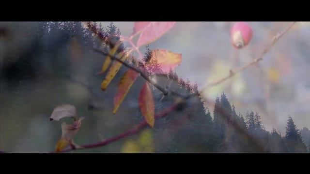 Xcho - Где же вы | На гитаре #cover смотреть онлайн