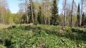 Поход за колбой. Сибирский лес.#колба,#лес,#хаски.