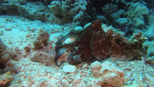 Stone fish and octopus Hurgada 20.06.22 z Diving Star смотреть онлайн