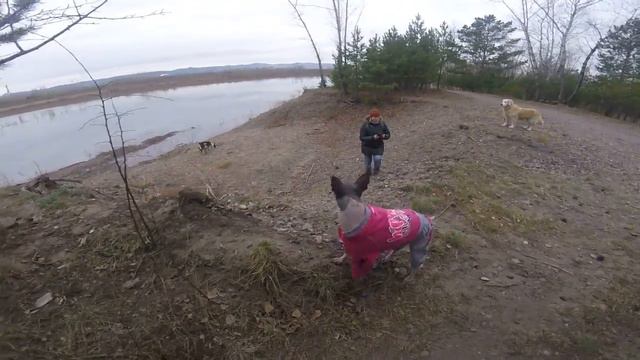 GOPRO34, BASENJI, БАСЕНДЖИ, ТАТЫШЕВ, КРАСНОЯРСК смотреть онлайн