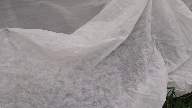 Опять снег! Готовимся к заморозкам. Утепляю свои растения. смотреть онлайн