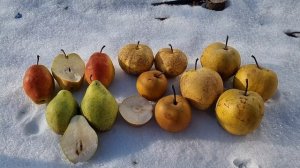 СОРТА ЗИМНИХ ГРУШ КОТОРЫЕ ОТЛИЧНО ХРАНЯТСЯ