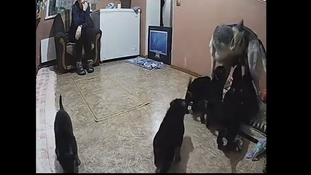 Щенки Восточноевропейской овчарки (ВЕО) (28.12) смотреть онлайн