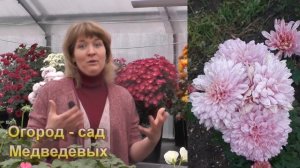 Мой первый опыт выращивания хризантем