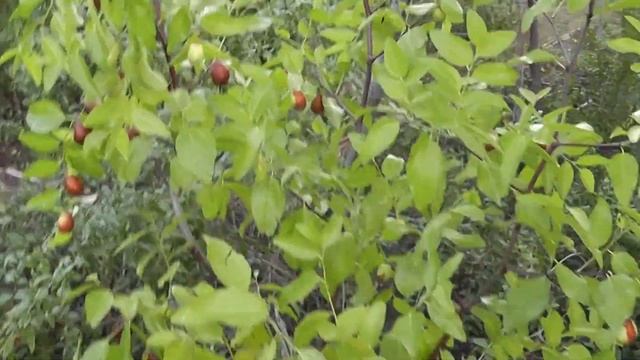 Китайский финик (унаби зизифус) созревание смотреть онлайн