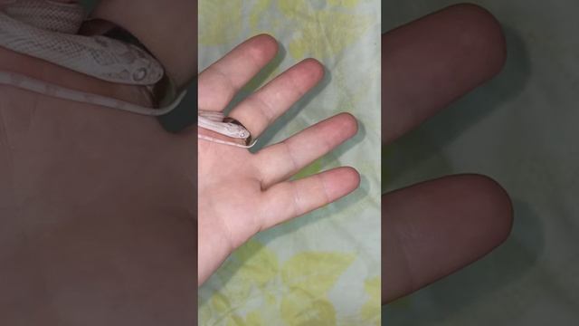 Малышка маисового полоза отправляется гулять на ручки и приручаться! ? смотреть онлайн