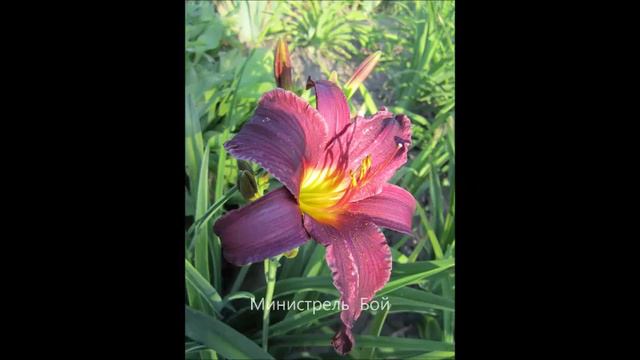 Лилейники III смотреть онлайн