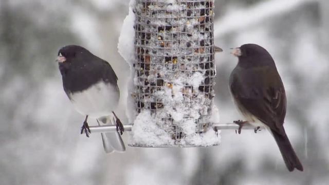Birds feeding - Juncos смотреть онлайн