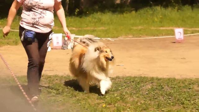 Березники, Колли-любовь моя 09.06.2013 г. смотреть онлайн