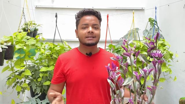 Tradescantia Nanouk Plant Care | Pink Wandering jew | Where To Buy | Easy Tips For Tradescantia смотреть онлайн