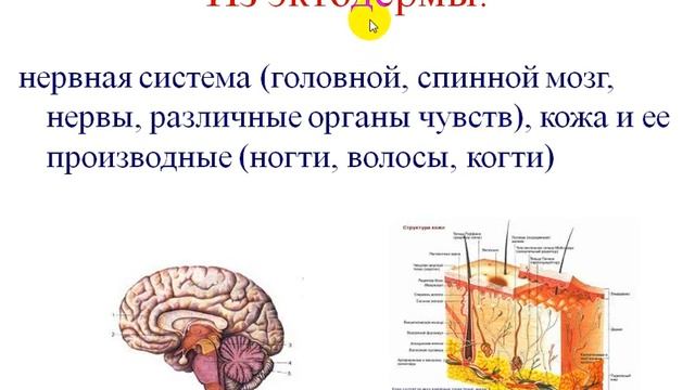 Рост и развитие животных. смотреть онлайн