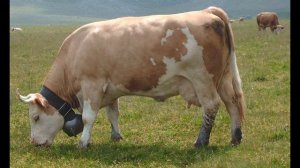 Симментальская порода коров. Характеристика породы.