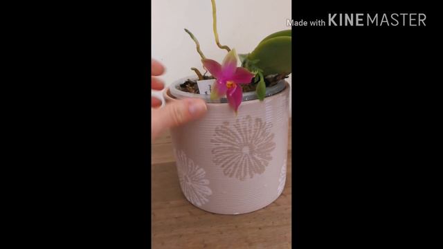 Phalaenopsis Violacea Malaysian смотреть онлайн