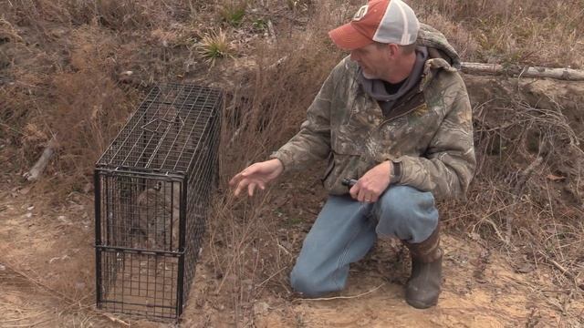 Catching Bobcats in Tomahawk Live Traps смотреть онлайн