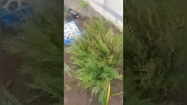 Результат выращивания туй из семян | Можно ли вырастить тую из семян | Размножение туи | Смаракт смотреть онлайн