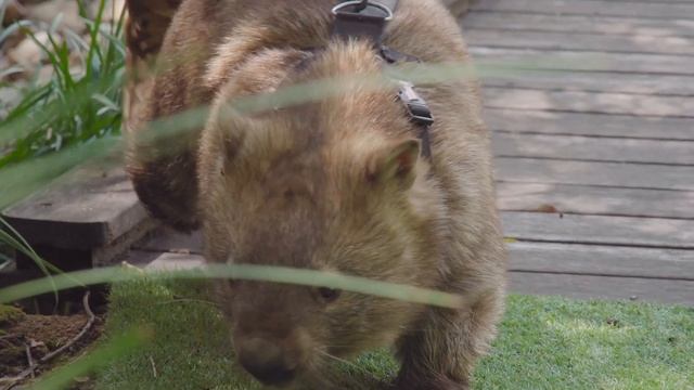 A day in the life of an Australia Zoo Keeper | Australia Zoo Life смотреть онлайн