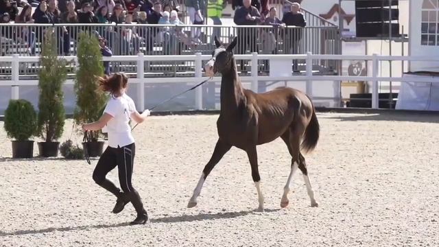 Продаётся ахалтекинская кобыла чемпионка 2022 г.Akhal-Teke mare for sale http://akhaltekellc.com/ смотреть онлайн