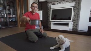 Как научить щенка ждать перед миской. 1 из способов