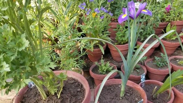 #Freesia  Double Flowers Blooms In Loving Spring At Asim Garden | Fragrant Cut Flowers