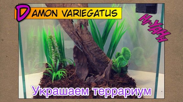 Украшаем ТЕРРАРИУМ для ФРИНА // Damon variegatus