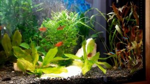 Аквариум 120 л - Аквариумные растения - Рыбки