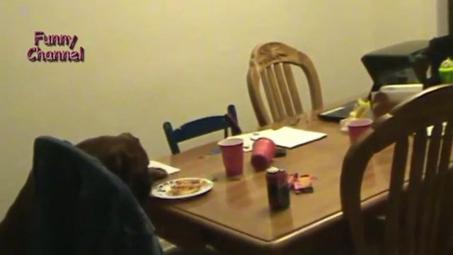 Funny Dog Stealing Pizza! Compilation # 13 / Смешные собаки Крадут Пиццу! Подборка Приколов #13 смотреть онлайн