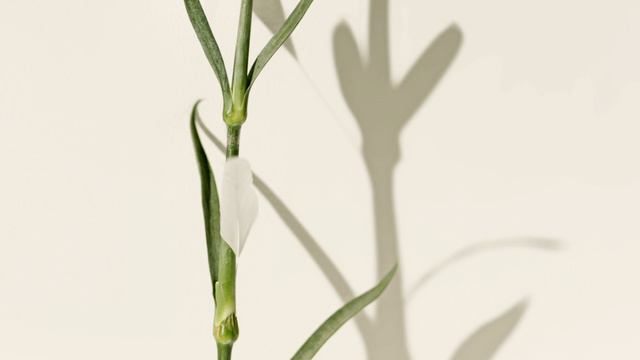 NINA RICCI - L'air du Temps - Les ailes d'un instant смотреть онлайн