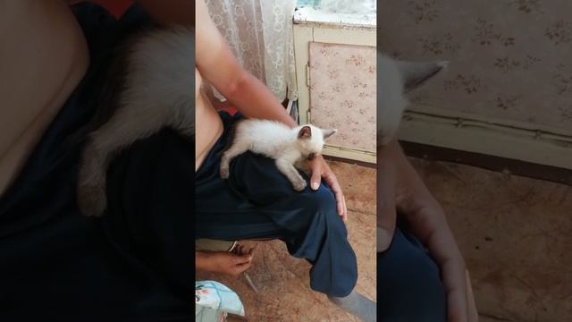 Мини кот сладкий сон смотреть онлайн