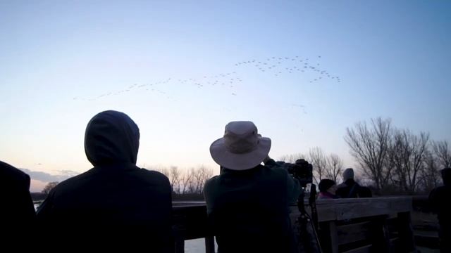 Sites & Sounds // The Sandhill Crane Migration in Central Nebraska смотреть онлайн