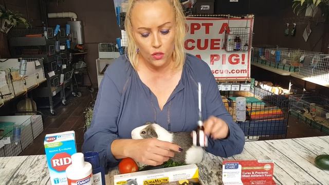 The #1 Thing You Must do for Your Guinea Pigs! смотреть онлайн