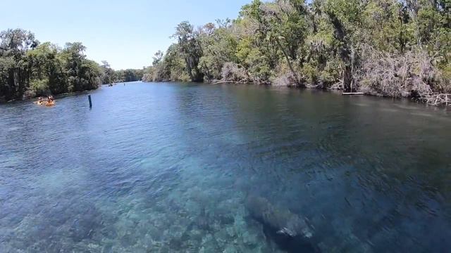 A manatee swam right past our boat in crystal clear water at Silver Springs Florida смотреть онлайн